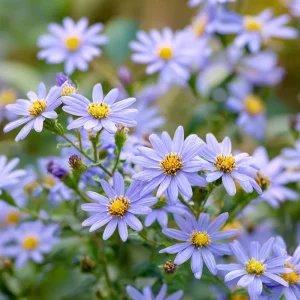 Smooth Blue Aster Seeds - 500 Seeds - Pollinator-Friendly Flower Perennial - Image 1