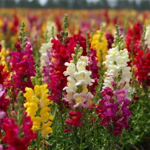 Snapdragon Flower Seeds - Mixed Rainbow Color - 2000+ Seeds - Tall Blooms - Attracts Pollinators - Image 2