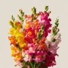 Snapdragon Flower Seeds - Mixed Rainbow Color - 2000+ Seeds - Tall Blooms - Attracts Pollinators - Image 1