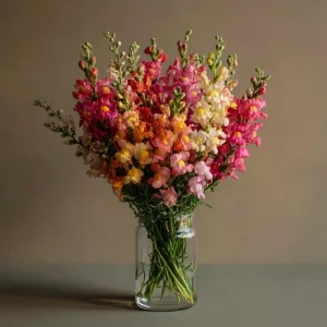 Snapdragon Seeds Mixed Rainbow Color 2000+ Seeds Tall Flowers Attract Pollinators - Image 7