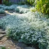 Snow in Summer Seeds – Cerastium Tomentosum Groundcover – 500 Seeds – Perennial - Image 1