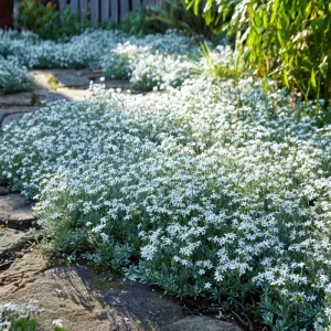 Snow in Summer Seeds – Cerastium Tomentosum Groundcover – 500 Seeds – Perennial - Image 1