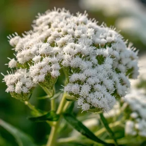 Snow White Boneset Seeds - Eupatorium Perfoliatum, 200 Seeds, Pollinator Garden Perennial - Image 3