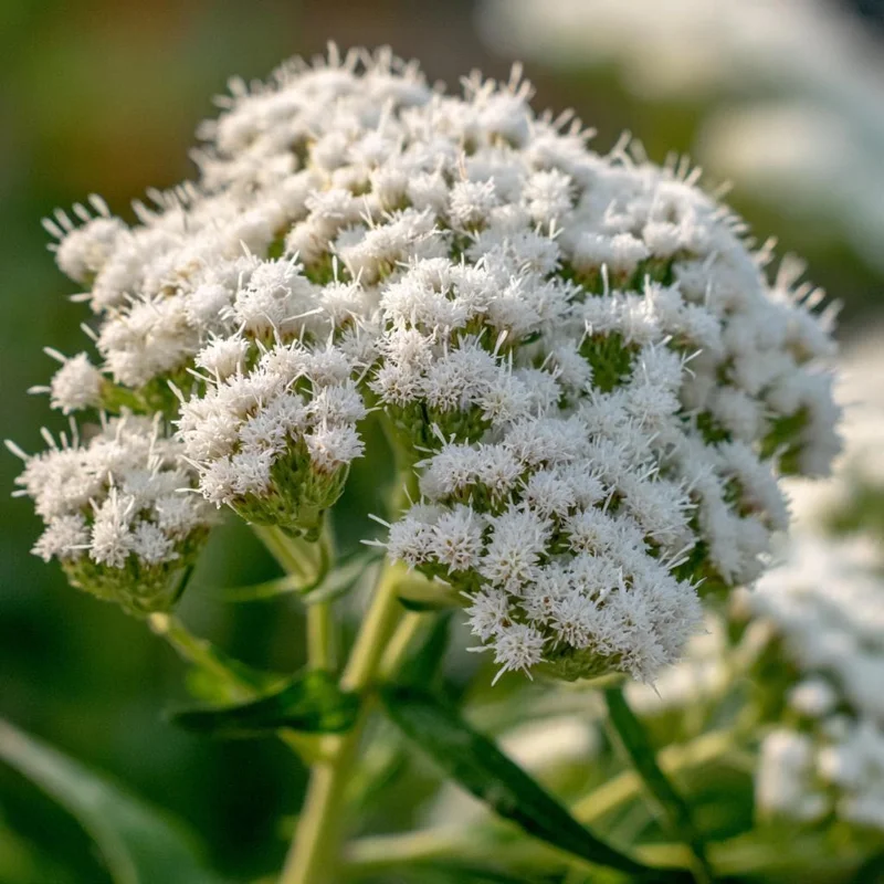 Snow White Boneset Seeds - Eupatorium Perfoliatum, 200 Seeds, Pollinator Garden Perennial - Image 3