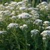 Snow White Boneset Seeds - Eupatorium Perfoliatum, 200 Seeds, Pollinator Garden Perennial - Image 1