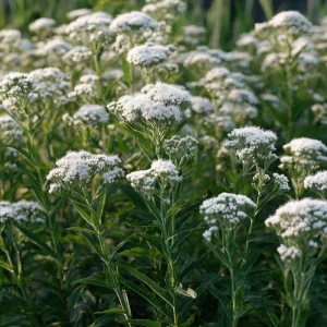 Snow White Boneset Seeds - Eupatorium Perfoliatum, 200 Seeds, Pollinator Garden Perennial - Image 1