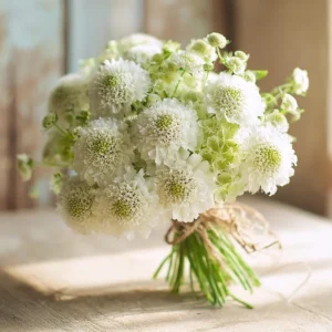 Snowmaiden Scabiosa Seeds - 50 Count White Pincushion Flowers for Gardens - Image 2