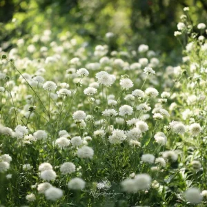 Snowmaiden Scabiosa Seeds - 50 Count White Pincushion Flowers for Gardens - Image 3