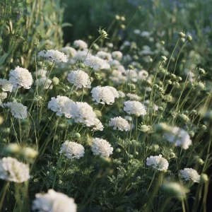 Snowmaiden Scabiosa Seeds - 50 Count White Pincushion Flowers for Gardens - Image 4