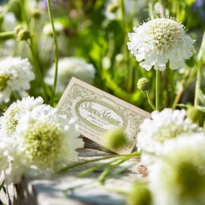 Snowmaiden Scabiosa Seeds - 50 Count White Pincushion Flowers for Gardens - Image 5