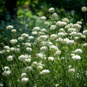 Snowmaiden Scabiosa Seeds - 50 Count White Pincushion Flowers for Gardens - Image 6