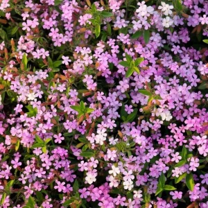 Soapwort Seeds – Saponaria Officinalis – 300 Seeds – Fragrant Pink Blooms - Image 3