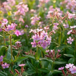 Soapwort Seeds – Saponaria Officinalis – 300 Seeds – Fragrant Pink Blooms - Image 4