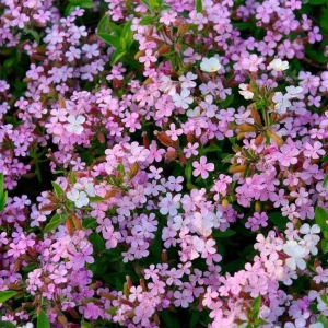 Soapwort Seeds – Saponaria Officinalis – 300 Seeds – Fragrant Pink Blooms - Image 1