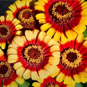 Sombrero Zinnia Seeds - 50 Seed Pack, Bi-Color Blooms, Pollinator Garden - Image 2