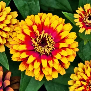 Sombrero Zinnia Seeds - 50 Seed Pack, Bi-Color Blooms, Pollinator Garden - Image 3