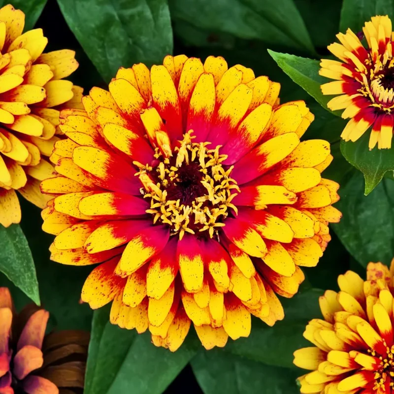 Sombrero Zinnia Seeds - 50 Seed Pack, Bi-Color Blooms, Pollinator Garden - Image 3
