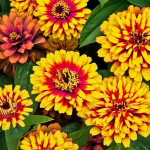 Sombrero Zinnia Seeds - 50 Seed Pack, Bi-Color Blooms, Pollinator Garden - Image 4