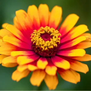 Sombrero Zinnia Seeds - 50 Seed Pack, Bi-Color Blooms, Pollinator Garden - Image 5