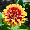 Sombrero Zinnia Seeds - 50 Seed Pack, Bi-Color Blooms, Pollinator Garden - Image 1