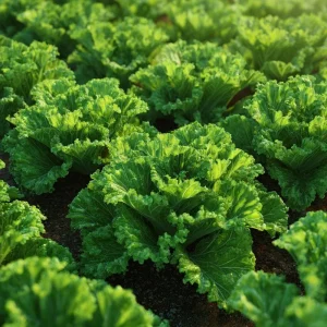 Southern Giant Curled Mustard Greens Seeds - 300 Heirloom Seeds for Garden - Image 2