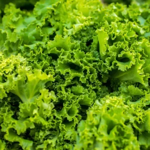 Southern Giant Curled Mustard Greens Seeds - 300 Heirloom Seeds for Garden - Image 4