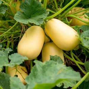Spaghetti Winter Squash Seeds - 25 Seeds, Unique Stringy Flesh, Easy-Grow - Image 3