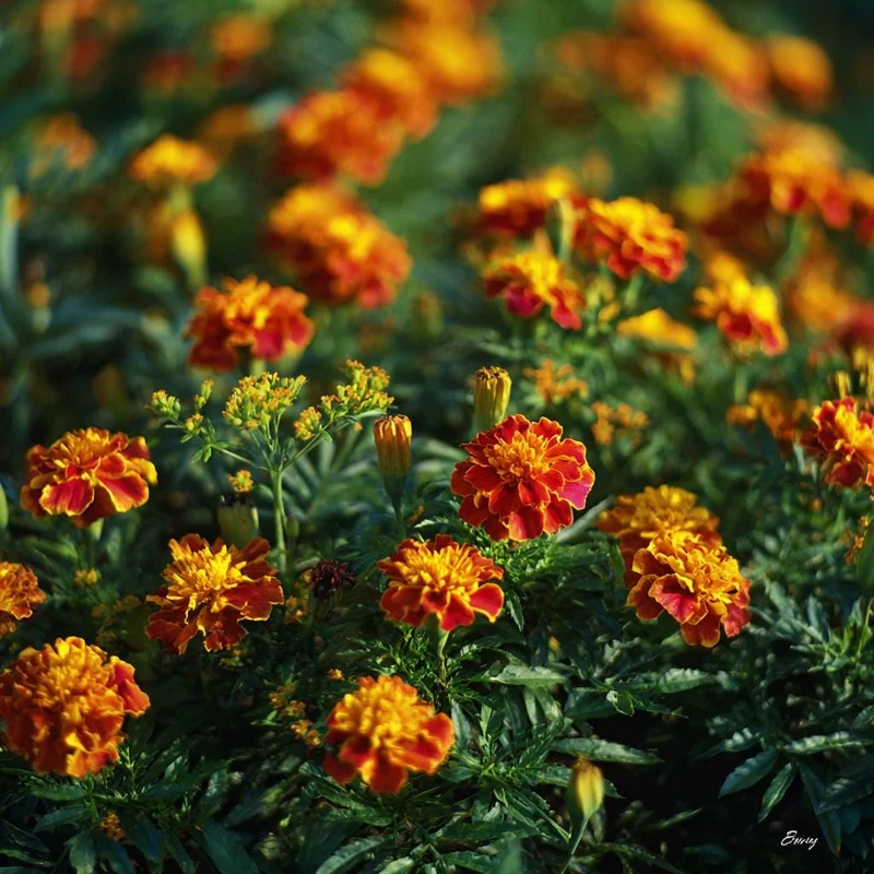 Sparky French Marigold Seeds – Vibrant Tagetes Patula, 300 Seeds for Garden & Containers - Image 2