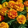 Sparky French Marigold Seeds – Vibrant Tagetes Patula, 300 Seeds for Garden & Containers - Image 1