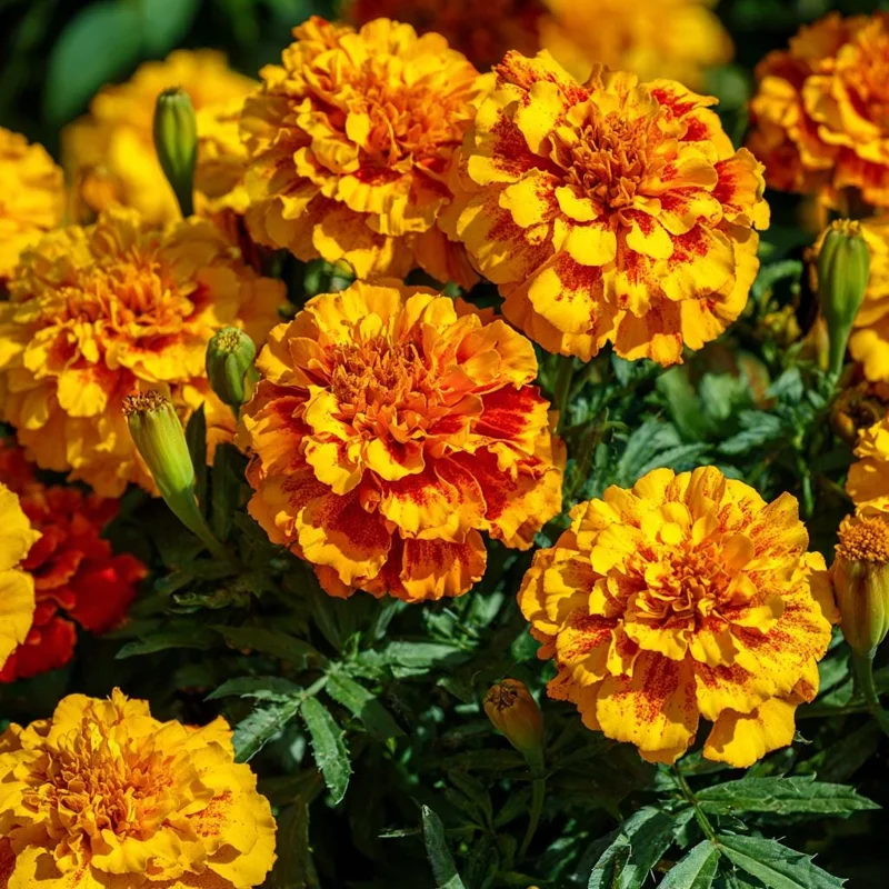 Sparky French Marigold Seeds – Vibrant Tagetes Patula, 300 Seeds for Garden & Containers - Image 1