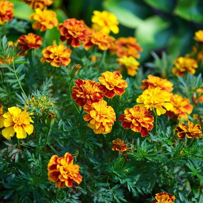 Sparky French Marigold Seeds – Vibrant Tagetes Patula, 300 Seeds for Garden & Containers - Image 3