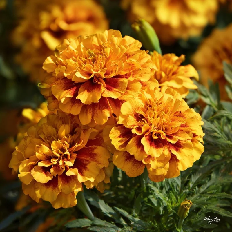 Sparky French Marigold Seeds – Vibrant Tagetes Patula, 300 Seeds for Garden & Containers - Image 4