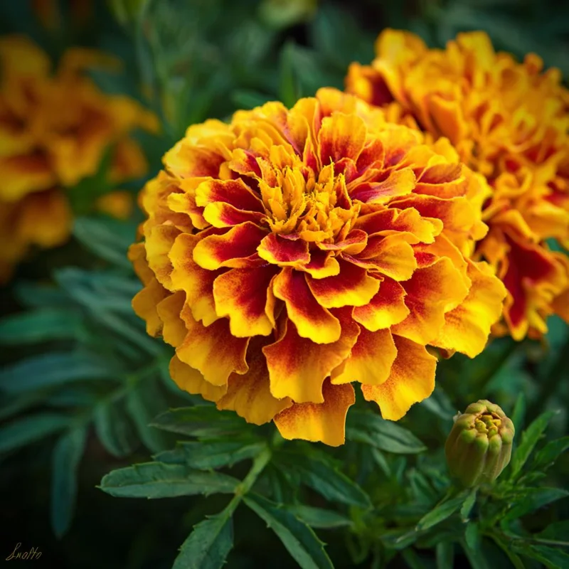 Sparky French Marigold Seeds – Vibrant Tagetes Patula, 300 Seeds for Garden & Containers - Image 5