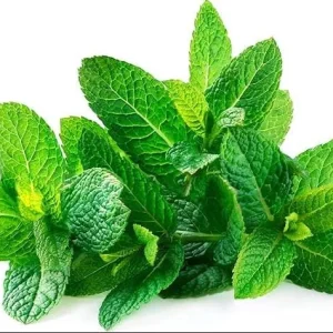 Spearmint Live Plant - Fresh Mint Herb, 4 Inch Pot, Indoor/Outdoor - Image 2
