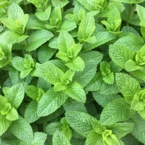 Spearmint Live Plant - Fresh Mint Herb, 4 Inch Pot, Indoor/Outdoor - Image 3