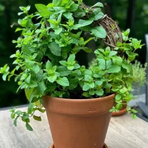 Spearmint Live Plant - Fresh Mint Herb, 4 Inch Pot, Indoor/Outdoor - Image 5