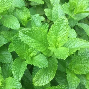 Spearmint Live Plant - Fresh Mint Herb, 4 Inch Pot, Indoor/Outdoor - Image 6