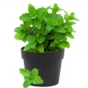 Spearmint Live Plant - Fresh Mint Herb, 4 Inch Pot, Indoor/Outdoor - Image 1