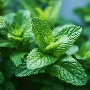 Spearmint Seeds – 200 Heirloom Herb Seeds – Aromatic Culinary & Medicinal Plant - Image 2