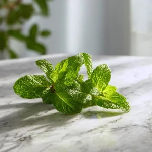 Spearmint Seeds – 200 Heirloom Herb Seeds – Aromatic Culinary & Medicinal Plant - Image 4