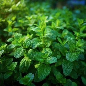 Spearmint Seeds – 200 Heirloom Herb Seeds – Aromatic Culinary & Medicinal Plant - Image 5