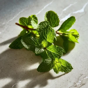 Spearmint Seeds – 200 Heirloom Herb Seeds – Aromatic Culinary & Medicinal Plant - Image 1