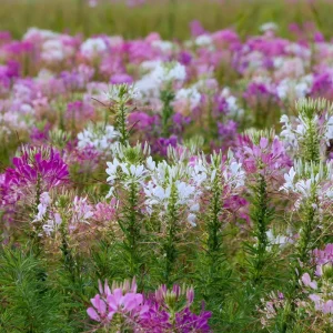 Spider Flower Seeds - Cleome hassleriana - 100 Seeds - Pollinator Friendly - Image 2