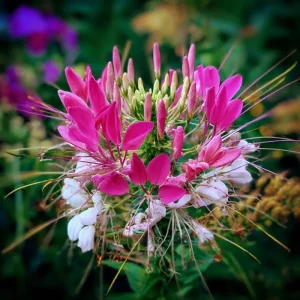 Spider Flower Seeds - Cleome hassleriana - 100 Seeds - Pollinator Friendly - Image 3