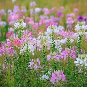 Spider Flower Seeds - Cleome hassleriana - 100 Seeds - Pollinator Friendly - Image 4