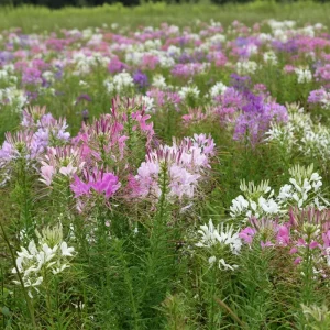 Spider Flower Seeds - Cleome hassleriana - 100 Seeds - Pollinator Friendly - Image 5
