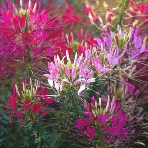 Spider Flower Seeds - Cleome hassleriana - 100 Seeds - Pollinator Friendly - Image 1