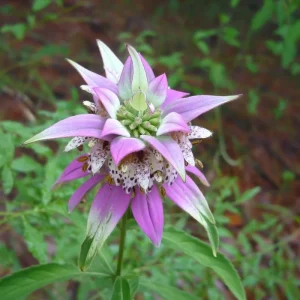 Spotted Bee Balm Seeds – Monarda Punctata Wildflower, 50 Seeds Pollinator Plant - Image 2