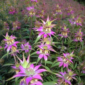 Spotted Bee Balm Seeds – Monarda Punctata Wildflower, 50 Seeds Pollinator Plant - Image 3