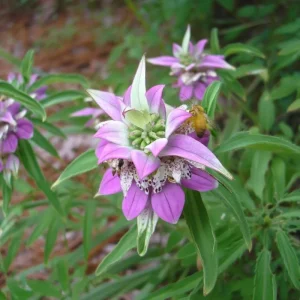 Spotted Bee Balm Seeds – Monarda Punctata Wildflower, 50 Seeds Pollinator Plant - Image 1